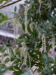 Garrya veatchii Silk Tassel Bush in flower - grid24_3