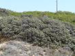 Arctostaphylos morroensis in the wild. - grid24_24