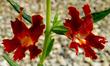 Diplacus rutilus, velvet red monkey flowers. - grid24_24