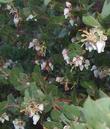 Arctostaphylos obispoensis, Obispo Manzanita - grid24_3