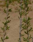 Desert almond, Prunus fasciculata - grid24_24