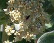 Asclepias eriocarpa Monarch Milkweed, woollypod milkweed, Indian milkweed, and kotolo - grid24_3