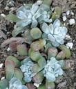Sedum spathulifolium, Stonecrop looks like little stones - grid24_24