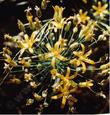 Bloomeria crocea Golden Stars - grid24_3