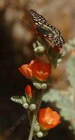 Sphaeralcea ambigua, Desert Mallow with Checkerspot Butterfly. - grid24_3