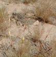 Eriogonum inflatum (desert trumpet) is a buckwheat with a swollen stem seen here in the desert. - grid24_24