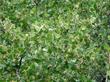 Ribes cereum, Wax Currant, growing in the Yellow Pine Forest, at Big Bear, California.  - grid24_3