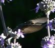 A very industrious Anna Hummingbird on a Salvia Vicki Romo  - grid24_24