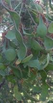 These are the flat, funny-looking fruits of Acacia greggii, Catclaw Acacia, of the California desert.  - grid24_3