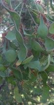 These are the flat, funny-looking fruits of Acacia greggii, Catclaw Acacia, of the California desert.  - grid24_24