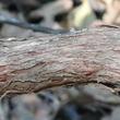 The bark on Arctostaphylos morroensis. - grid24_24