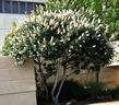 Aesculus californica, Buckeye, in full bloom, with the lower leaves pruned, at California Polytechnic State University, San Luis Obispo, California.  - grid24_3