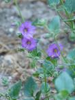 Mirabilis californica, Wishbone Bush flowers - grid24_24
