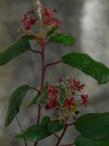Ribes viburnifolium,  Evergreen Currant flower clusters  like fire works - grid24_3
