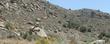 The area the Penstemon incertus lives - grid24_3