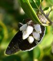 Dusky Wing Butterfly on   Arctostaphylos glandulosa howellii, Harris Grade manzanita.  - grid24_3