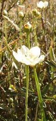 Parnassia palustris californica Grass-of-Parnassus - grid24_24
