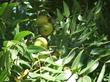 Here is a photo of the unripe fruits of Juglans hindsii, Northern California Walnut. - grid24_24