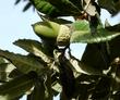 Island Oak, Quercus tomentella is native to the Channel Islands has very large acoorns - grid24_3