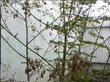 Thalictrum polycarpum Meadow Rue - grid24_3
