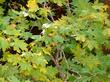 Acer macrophyllum, Big Leaf Maple leaves. - grid24_24