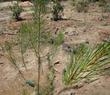 Here is a young Pinus attenuata, Knobcone Pine, that was just planted in the central coast garden.  - grid24_3