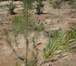 Here is a young Pinus attenuata, Knobcone Pine, that was just planted in the central coast garden.  - grid24_24