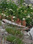 Penstemon rostriflorus. Bridge's Penstemon, in flower in the wild - grid24_3
