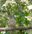 Carpenteria californica, Bush anemone with a Titmouse - grid24_3