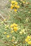 Baccharis sergiloides (desert baccharis) - grid24_3