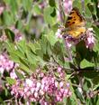 Arctostaphylos Baby Bear Manzanita with a Tortoise Shell Butterfly. - grid24_24