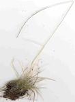 Deschampsia elongata,  Slender hairgrass with seed head - grid24_24