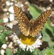 Erigeron glaucus Cape Sebastian Seaside Daisy with a Fritillary butterfly - grid24_3