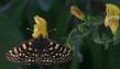 Keckiella antirrhinoides, Yellow Bush Snapdragon, is being visited by a checkerspot butterfly in this photo. - grid24_3