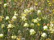 Platystemon californicus, Cream Cups out in Carrizo Plains - grid24_24