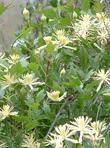 Clematis pauciflora - grid24_3