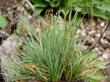 Deschampsia caespitosa,  Tufted Hairgrass growing as tuft - grid24_24