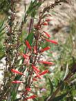 Penstemon centranthifolius, Scarlet Bugler, has many narrow red tubular flowers  on each bush, which, like grains of sand make a beach, make a lovely feeding area for hummingbirds.   - grid24_3