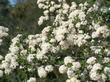 Buckbrush, Ceanothus cuneatus - grid24_3