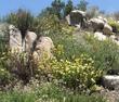 A hillside in the interior of San Luis Obispo with Longflowered monkey flower and California buckwheat - grid24_24