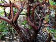 Sunset Manzanita is a high groundcover Arctostaphylos  with red bark and red new growth - grid24_3