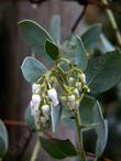 Arctostaphylos glauca from Frazier Park flower, plant makes a mound about 4 ft tall and 8 ft wide. - grid24_3