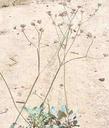 Eriogonum latifolium, Coast Buckwheat in flower. - grid24_3