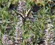 Here Agastache urticifolia, Horse Mint, is being visited by a Western Swallowtail butterfly in the early 1980's in the Santa Margarita nursery.  - grid24_3