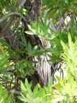 Catalina Ironwood bark, Lyonothamnus floribundus - grid24_3