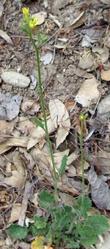 Black mustard is a nasty weed that you probably will have to cut off just below the crown. Tedious, but it doesn't come back. Remove the debris, the green, immature seeds will germinate. THIS IS NOT A NATIVE PLANT! - grid24_3