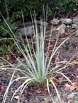 Nolina bigelovii, Beargrass in the ground at Santa Margarita - grid24_3