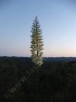 Yucca whipplei percusa in the sunset. - grid24_3