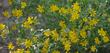 Eriophyllum lanatum var. grandiflorum; Common Woolly Sunflower is very diverse. The keys are problematic on this species as ours are commonly 8 rays, sometime 7, sometimes 9. - grid24_24