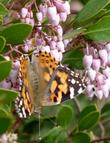 Howard McMinn manzanita with a Painted Lady Butterfly - grid24_24